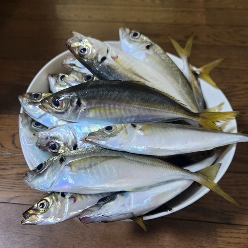 アジの釣果