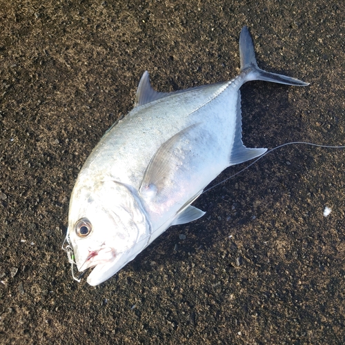 メッキの釣果