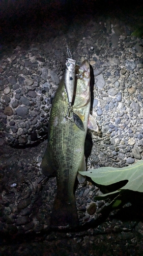 ラージマウスバスの釣果