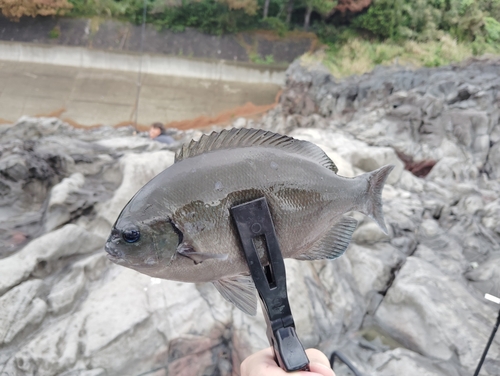 クロメジナの釣果