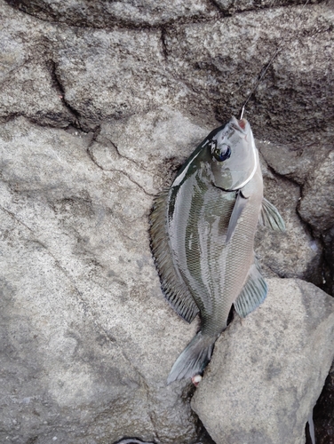 クロメジナの釣果