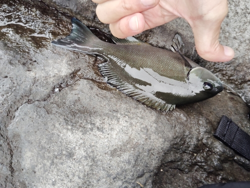 クロメジナの釣果