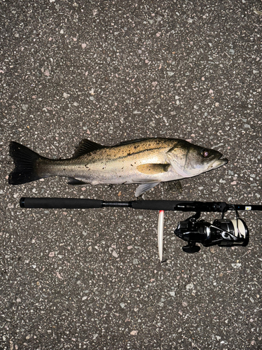 フッコ（マルスズキ）の釣果