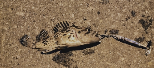 クロソイの釣果