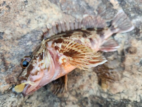 カサゴの釣果