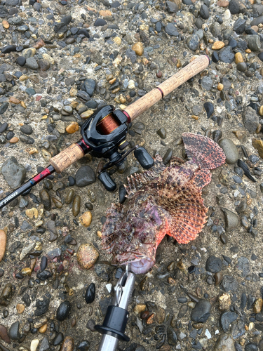 オニカサゴの釣果