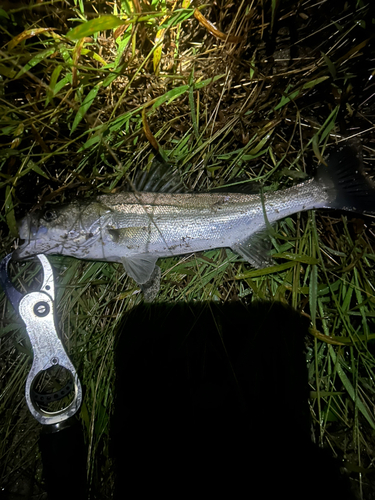 スズキの釣果