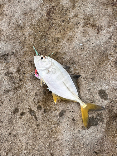 メッキの釣果