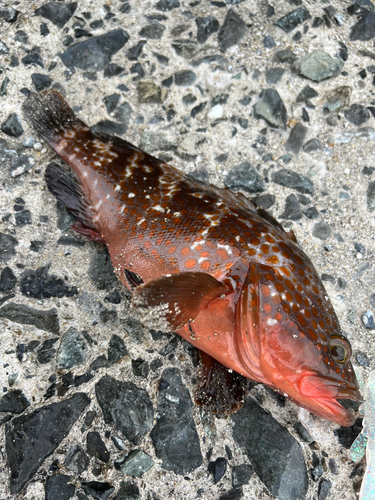 キジハタの釣果