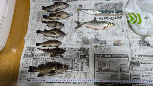 クロソイの釣果