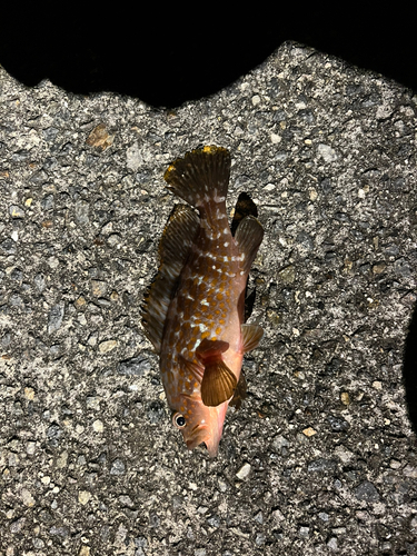 カサゴの釣果