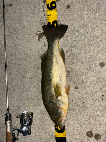 ブラックバスの釣果