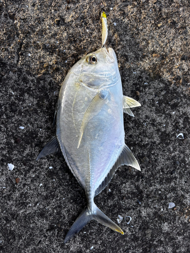 ロウニンアジの釣果