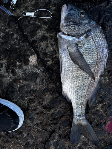 チヌの釣果