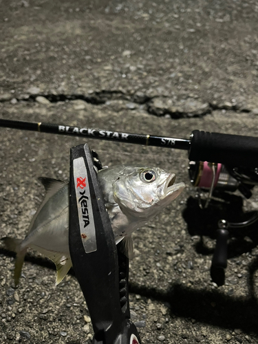 メッキの釣果