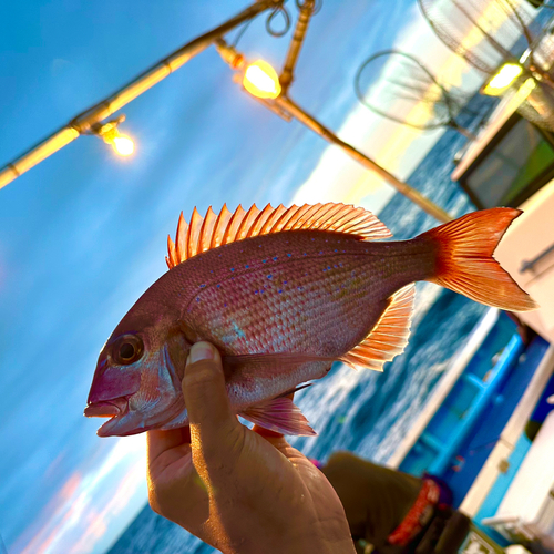 マダイの釣果