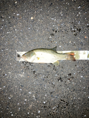 ブラックバスの釣果