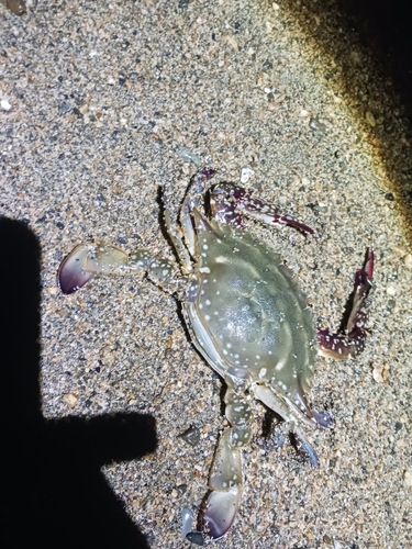 ワタリガニの釣果