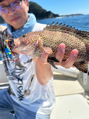 オオモンハタの釣果