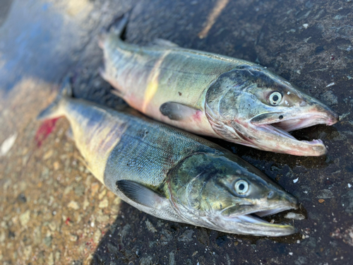 アキアジの釣果