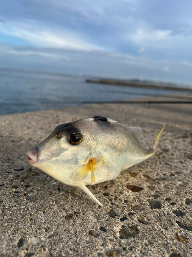 ギマの釣果