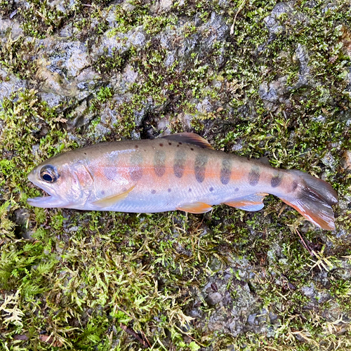 ヤマメの釣果