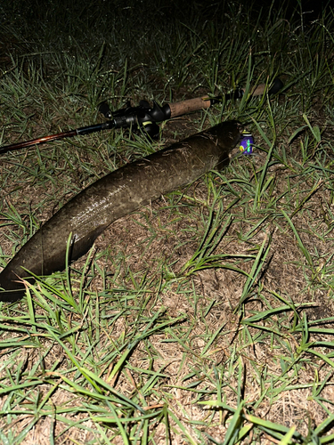 マナマズの釣果