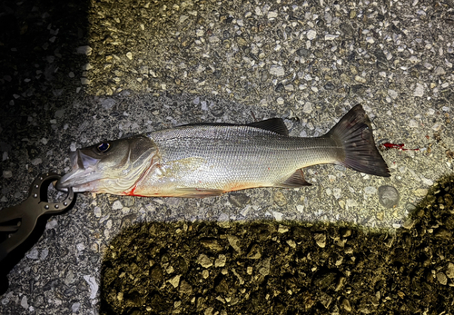 セイゴ（ヒラスズキ）の釣果