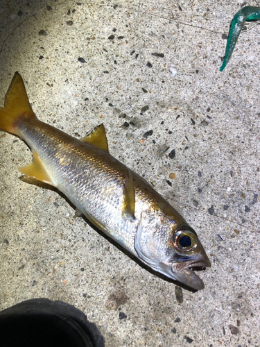 クロムツの釣果