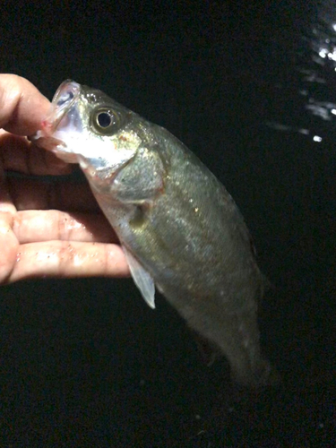 セイゴ（マルスズキ）の釣果