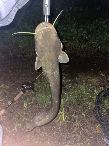 マナマズの釣果