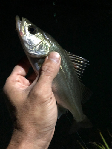 セイゴ（マルスズキ）の釣果