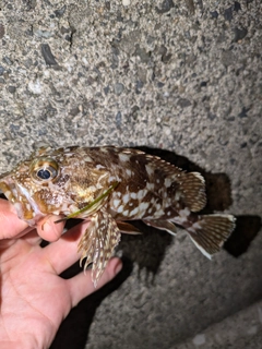 カサゴの釣果