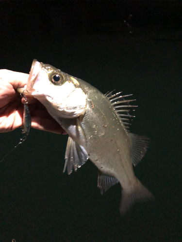 セイゴ（ヒラスズキ）の釣果