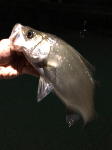 セイゴ（ヒラスズキ）の釣果