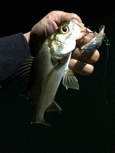 セイゴ（マルスズキ）の釣果