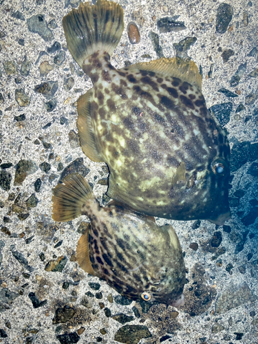 カワハギの釣果