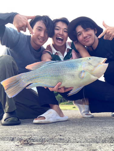 シロクラベラの釣果