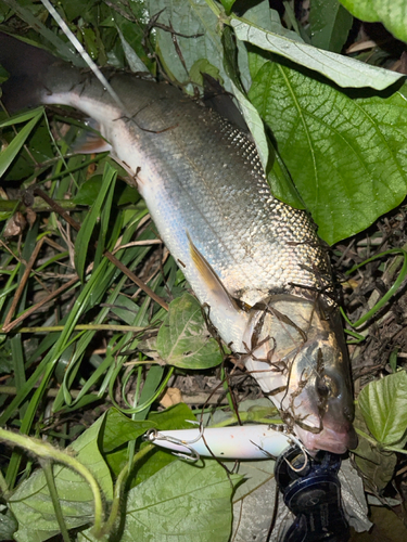 ウグイの釣果