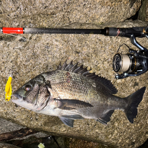 クロダイの釣果