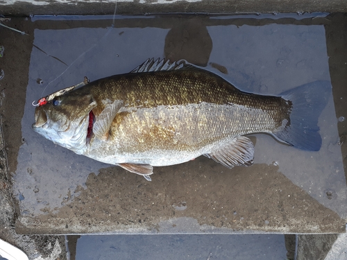 スモールマウスバスの釣果