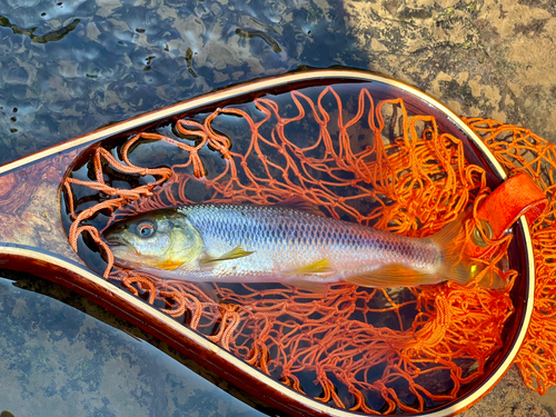 カワムツの釣果