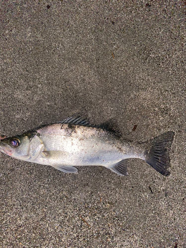 セイゴ（ヒラスズキ）の釣果