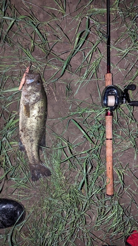 ラージマウスバスの釣果