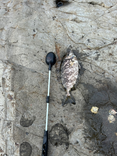 アイゴの釣果