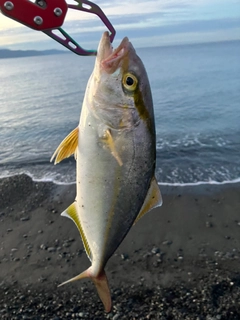 ショゴの釣果