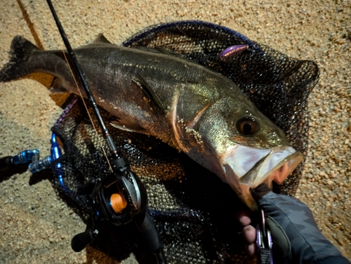 スズキの釣果