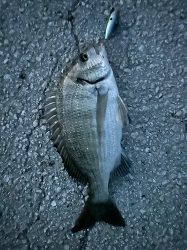 ミナミクロダイの釣果