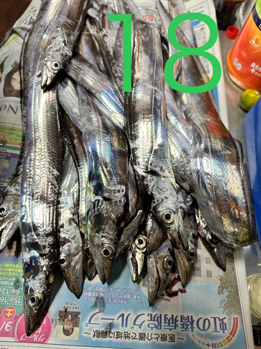 タチウオの釣果