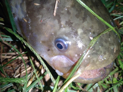 ナマズの釣果